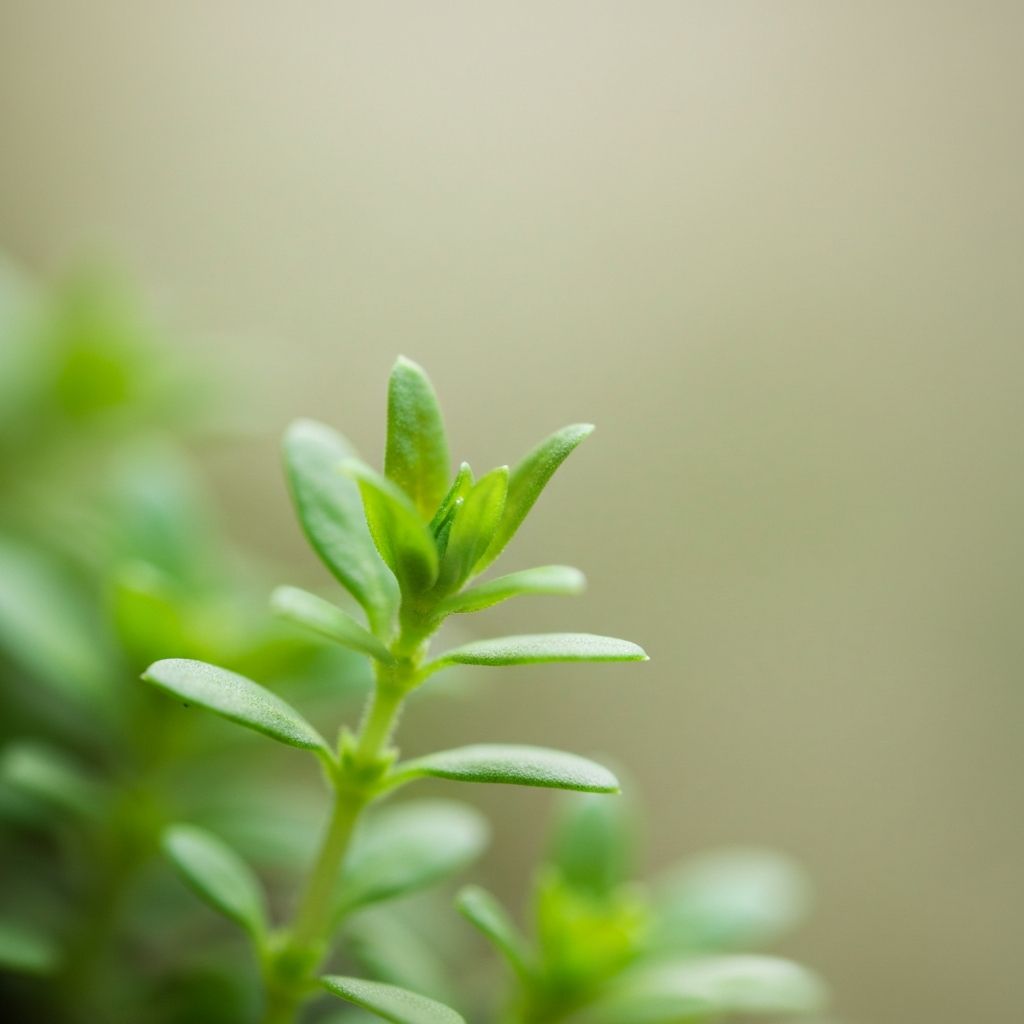 Small green plant growing in natural light